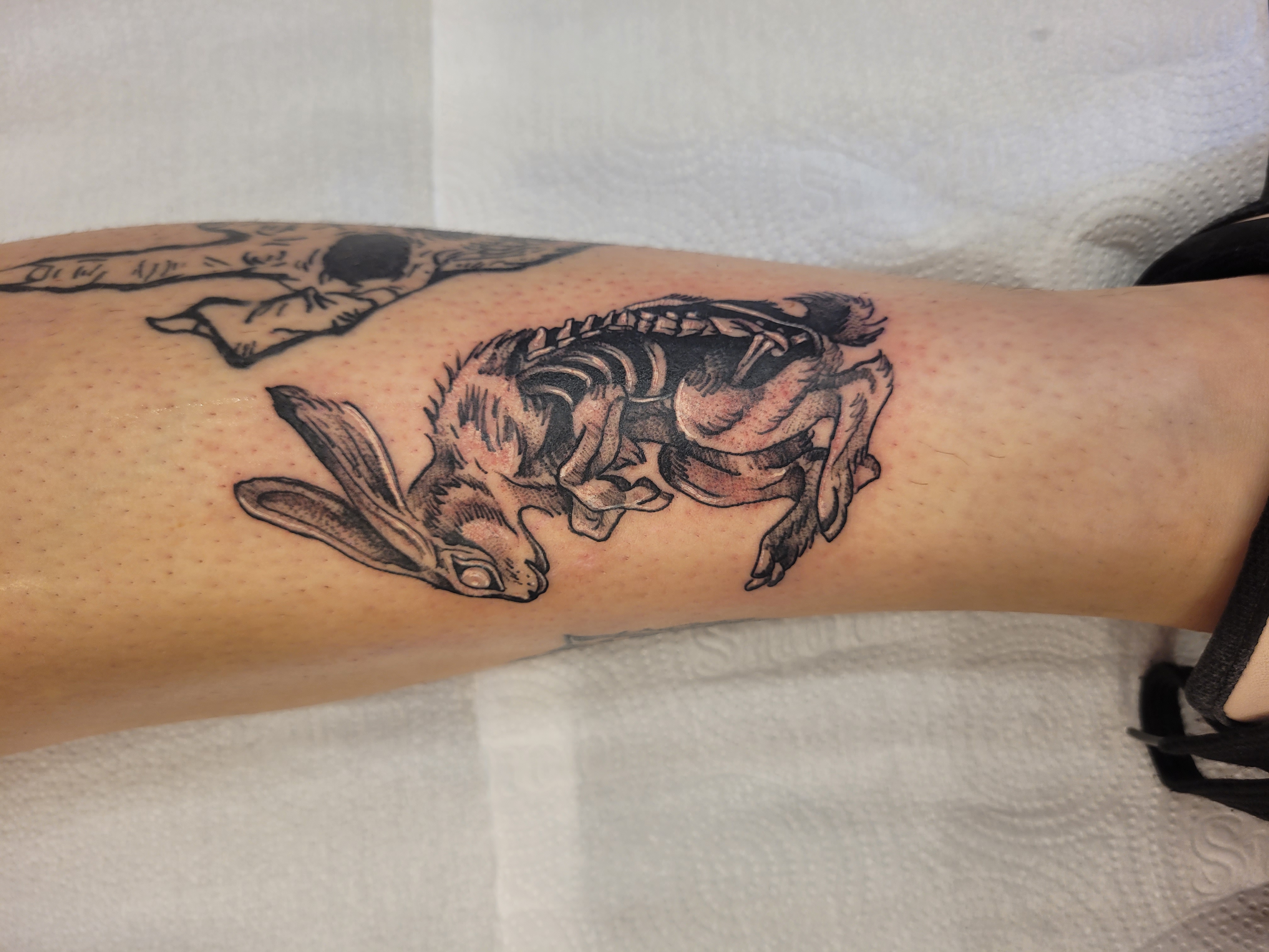 Rabbit